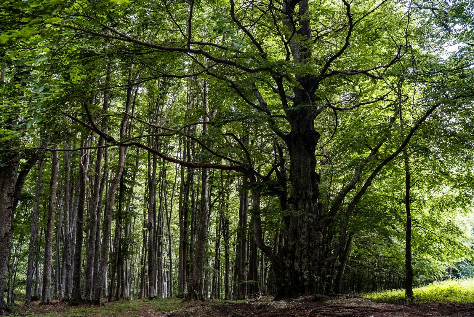 La faggeta di Macchiatonda